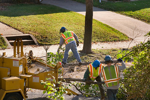 Best Fruit Tree Pruning  in Montague, MI